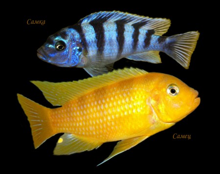 Ломбардо (Pseudotropheus lombardoi)