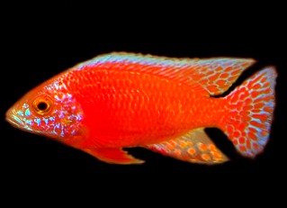 Красный Дракон (Аулонокара) ПРОДАНО!