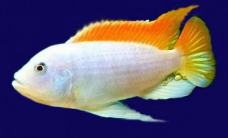 Грешаки (Metriaclima greshakei albino )  ПРОДАНО!