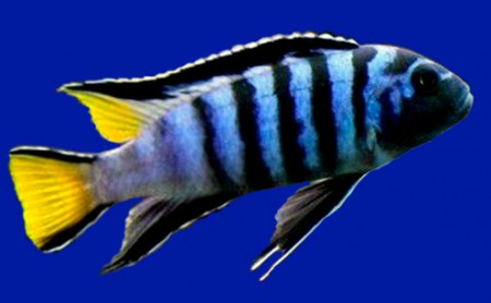 Элонгатус Мпанга (Pseudotropheus elongatus Mpanga) ПРОДАНО!