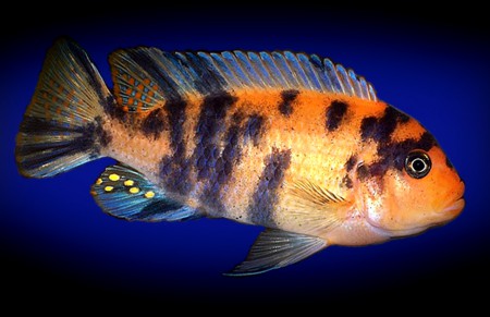 Зебра Мармелад (Pseudotropheus)