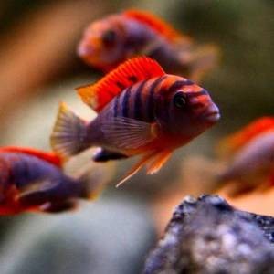 Labidochromis Kimpuma red - Хонги ред ПРОДАНО!