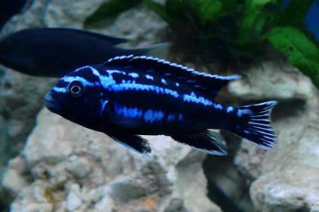 Меланохромис майнгано ПРОДАНО!