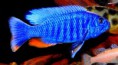 Хаплохромис васильковый (Sciaenochromis fryeri)