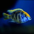 Nimbochromis venustus (Золотой леопард) ПРОДАНО